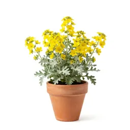 Ammobium