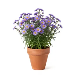 Annual salt-marsh aster