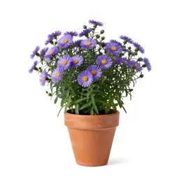 Aromatic aster