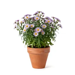Arrow leaved aster