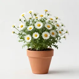 Aster