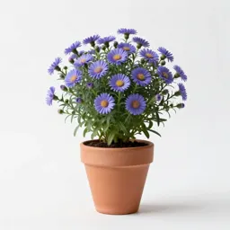 Azure aster