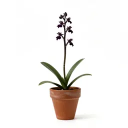 Early spider orchid