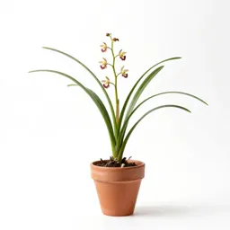 Elegant Habenaria