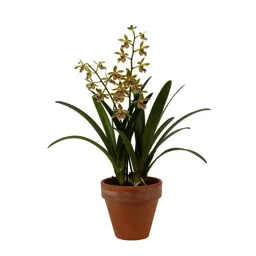 Epidendron