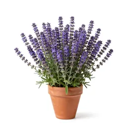 Immortelle