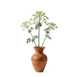 Inflorescence