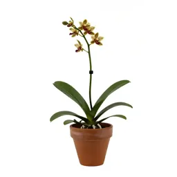 Odontoglossum