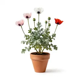 Opium poppy