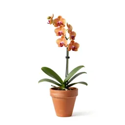 Orange-blossom orchid