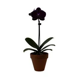 Orchid