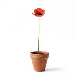 Oriental poppy