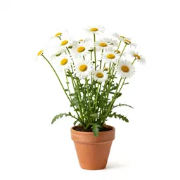 Oxeye daisy