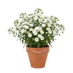 Upland white aster