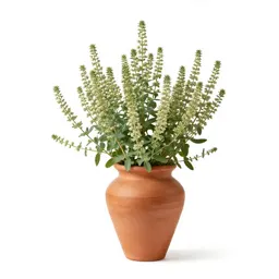 Locoweed