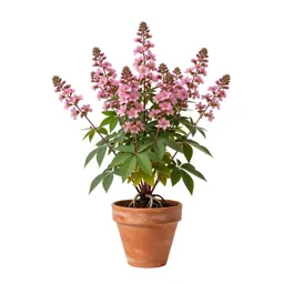 Restharrow