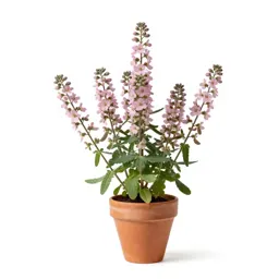 Sainfoin
