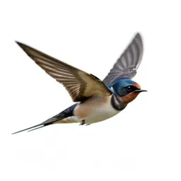 Barn swallow in flight
