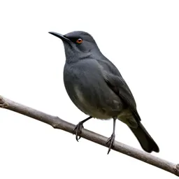 Bellbird on a branch