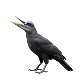 Bird of paradise displaying