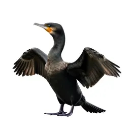 Cormorant drying its wings