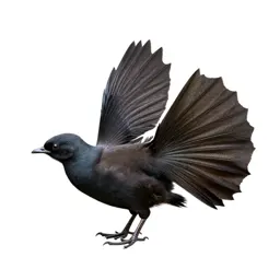 Fantail with its tail spread