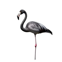 Flamingo on one leg