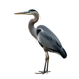 Heron standing still