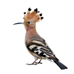 Hoopoe with its crest raised