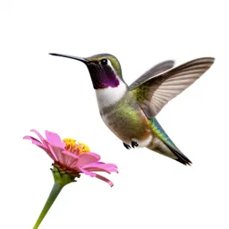 Hummingbird at a flower