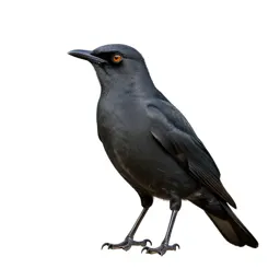 Kingbird
