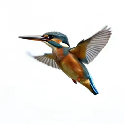 Kingfisher hovering