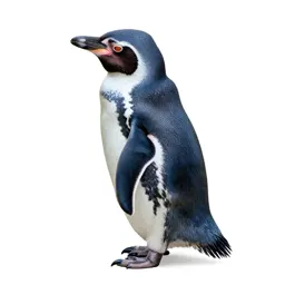Little blue penguin