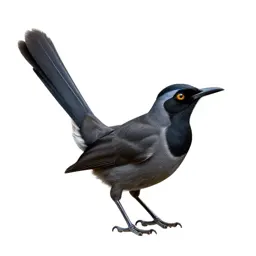 Lyrebird with its tail arched
