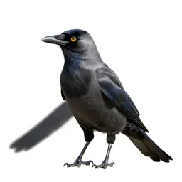 Magpie