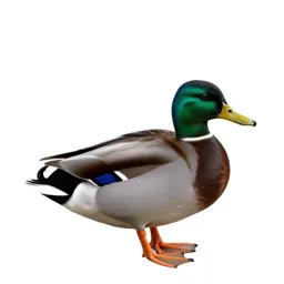 Mallard duck