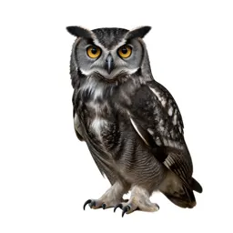 Morepork owl