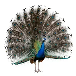 Peacock displaying