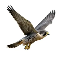 Peregrine falcon stooping