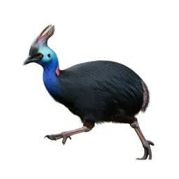 Pukeko mid-stride