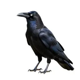 Raven