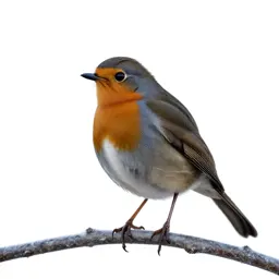 Robin on a frosted branch