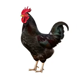 Rooster crowing