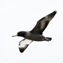 Royal albatross gliding