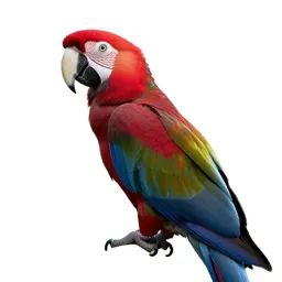 Scarlet macaw