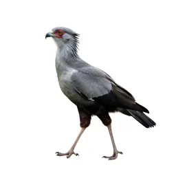 Secretary bird striding