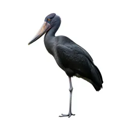 Shoebill stork