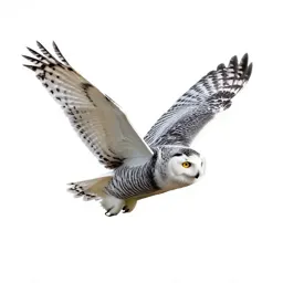 Snowy owl in flight