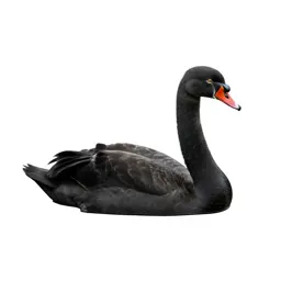 Swan gliding