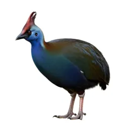 Takahe